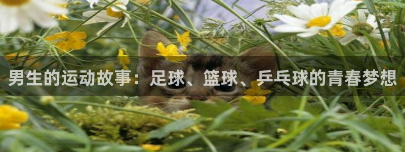 伟德国际体育和杏耀是哪个公司的：男生的运动故事：足球、篮球、乒乓球的青春梦想